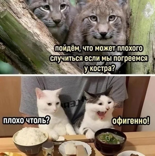 пойдём, что может плохого случиться если мы погреемся у костра?
плохо чтоль?
офигенно!