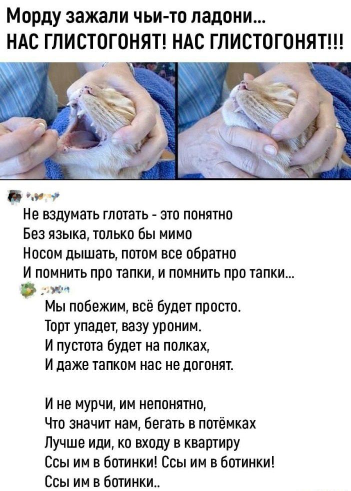 Не вздумать глотать - это понятно
Без языка, только бы мимо
Носом дышать, потом все обратно
И помнить про тапки, и помнить про тапки...

Мы победим, всё будет просто.
Торт упадет, вазу уроним.
И пустота будет на полках,
И даже тапком нас не догонят.

И не мучи, им непонятно,
Что значит нам, бегать в потемках
Лучше иди, ко входу в квартиру
Ссы им в ботинки! Ссы им в ботинки!