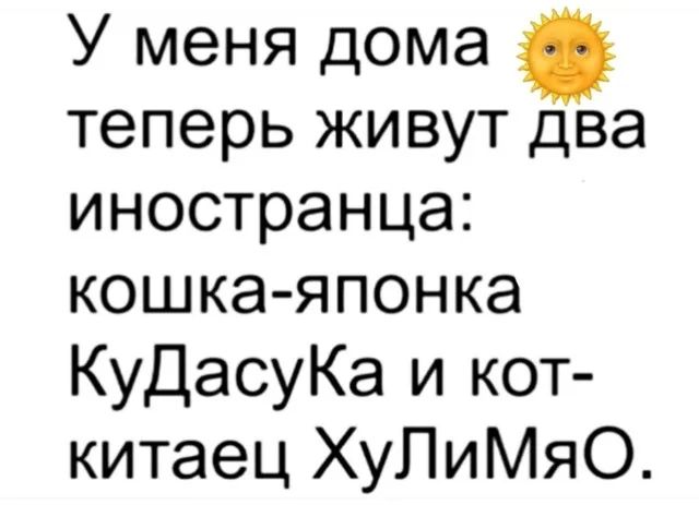 У меня дома ☀️ теперь живут два иноземца: кошка-японка КуДасуКа и кот- китаец ХуЛиМяО.