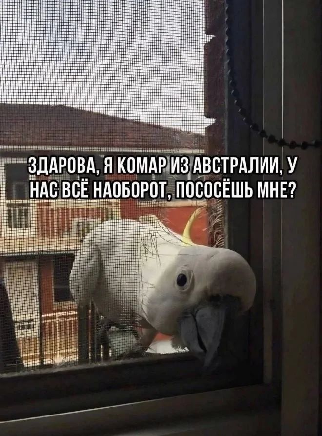 ЗДАРОВА, Я КОМАР ИЗ АВСТРАЛИИ, У НАС ВСЁ НАОБОРОТ, ПОСОСЁШЬ МНЕ?