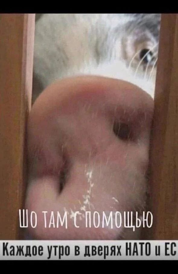 Шо там с помощью
Каждое утро в дверях НАТО и ЕС