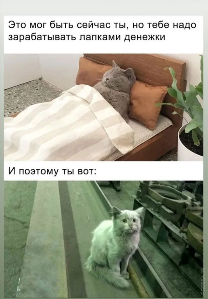 Это мог быть сейчас ты, но тебе надо зарабатывать лапками денежки. И поэтому ты вот: