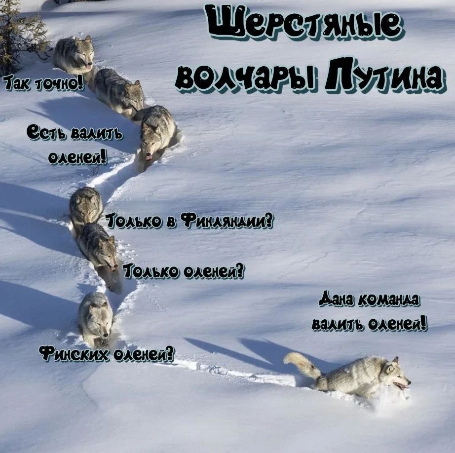 Шерстяные волчары Путина
Так точно!
Есть ваши олени!
Только в Финляндии?
Только оленей?
Финских оленей?
Дана команда валить оленей!