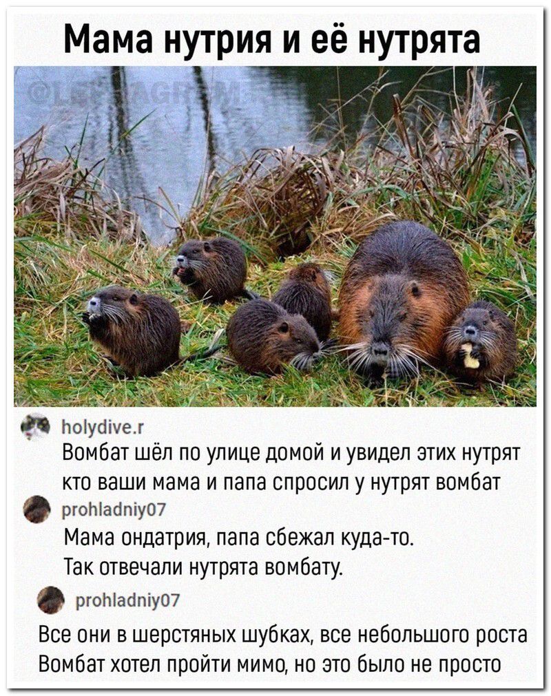 Мама нутрия и её нутрята
Бомбат шёл по улице домой и увидел этих нутрят. Кто ваши мама и папа, спросил у нутрят Бомбат. Мама – ондатри, папа сбежал куда-то. Так отвечали нутрята Бомбату. Все они в шерстяных шубках, все небольшого роста. Бомбат хотел пройти мимо, но это было не просто