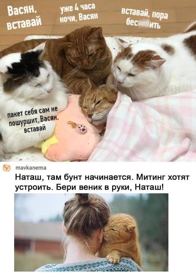 Васян, вставай. Уже 4 часа ночи, Васян. Вставай, пора бесоебить. пакет себя сам не пошуршит, Васян. вставай.