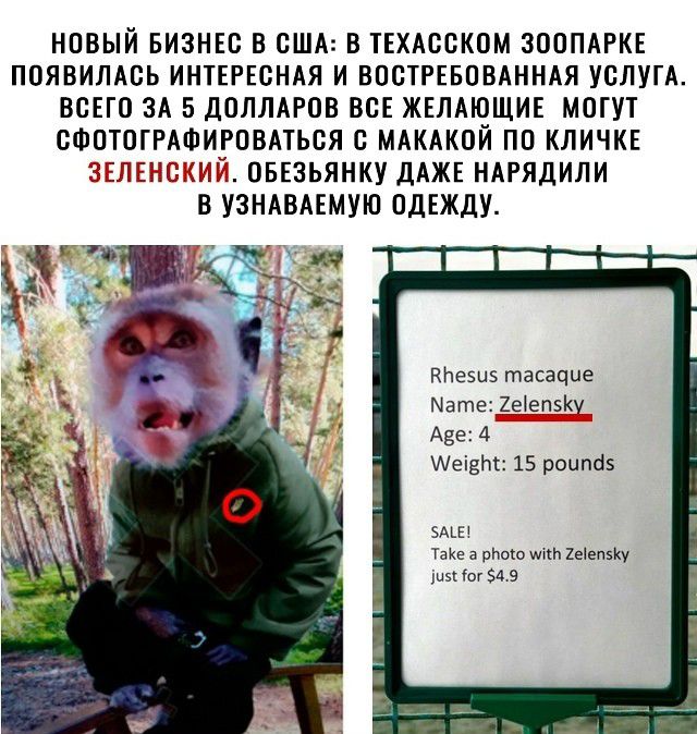 НОВЫЙ БИЗНЕС В США: В ТЕХАССКОМ ЗООПАРКЕ ПОЯВИЛАСЬ ИНТЕРЕСНАЯ И ВОСТРЕБОВАННАЯ УСЛУГА. ВСЕГО ЗА 5 ДОЛЛАРОВ ВСЕ ЖЕЛАЮЩИЕ МОГУТ ФОТОФОРИРОВАТЬСЯ С МАКАКОЙ ПО КЛИЧКЕ ЗЕЛЕНСКИЙ. ОБЕЗЬЯНКУ ДАЖЕ НАРЯДИЛИ В УЗНАВАЕМУЮ ОДЕЖДУ. Rhesus macaque Name: Zelensky Age: 4 Weight: 15 pounds SALE! Take a photo with Zelensky just for $4.9