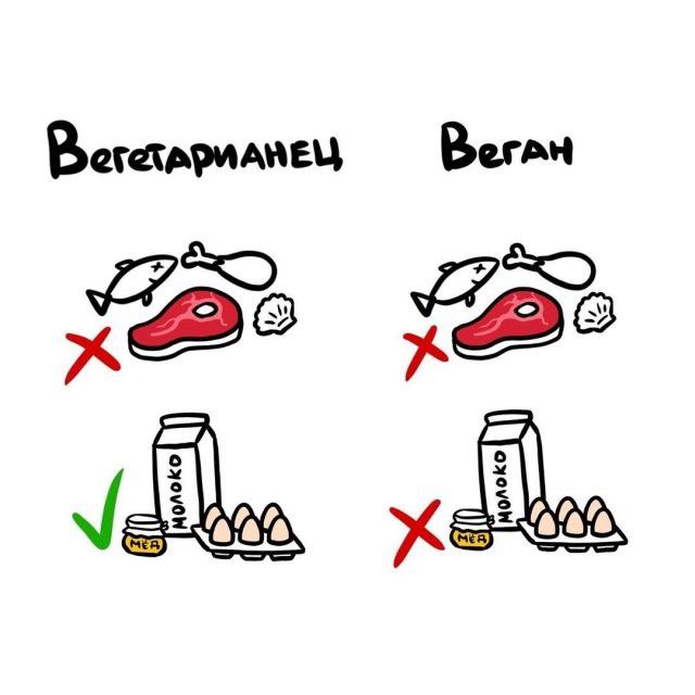 Вегетарианец      Веган