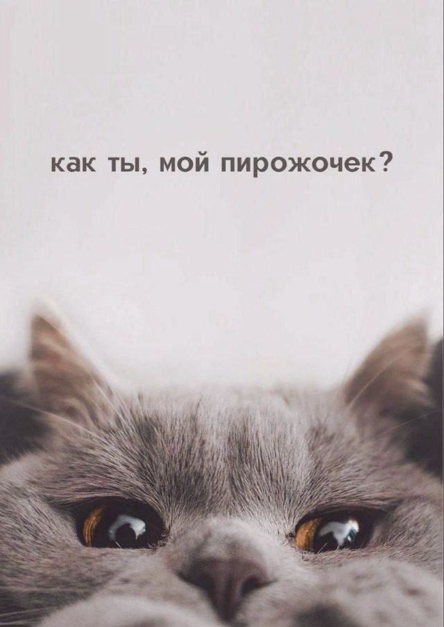 как ты, мой пирожочек?