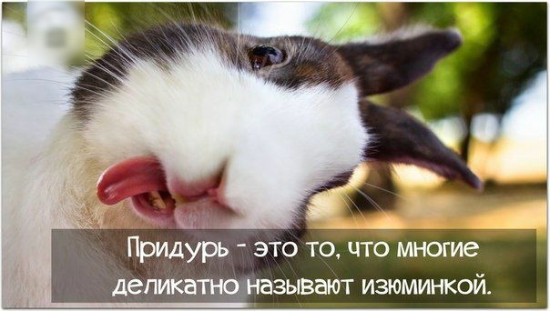 ь _ А Придурь это то что многие взывают изюминкой