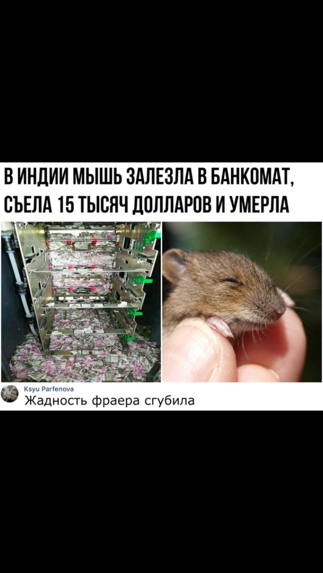 В ИНДИИ МЫШЬ ЗАЛЕЗЛА В БАНКОМАТ СЪЕЛА 15 ТЫСЯЧ ДОЛЛАРОВ И УМЕРЛА ай Э Жадность фраера сгубила