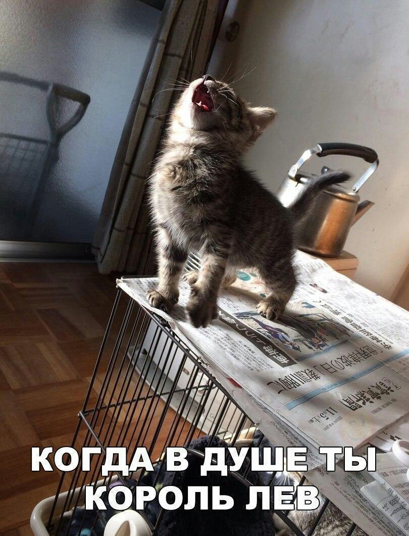 Вд _ кжоль ЛЕВ