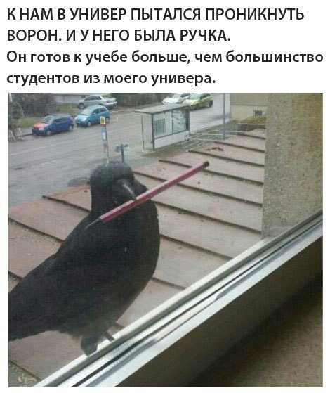 К НАМ В УНИВЕР ПЫТАЛСЯ ПРОНИКНУТЬ ВОРОН_ И У НЕГО БЫЛА РУЧКА Он готов к учебе больше чем большинство студентов из моего универа