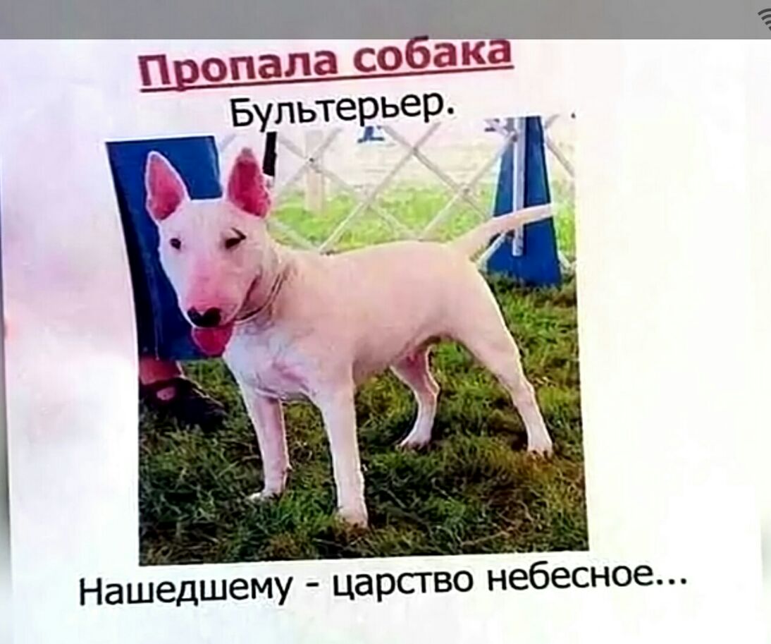 БультерьеР