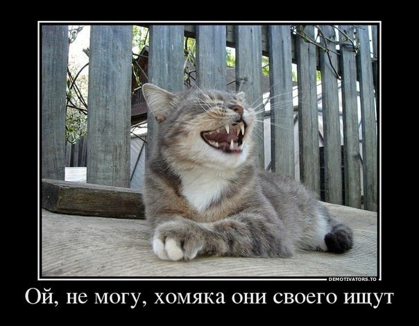 Ой не могу хомяка они своего ищут