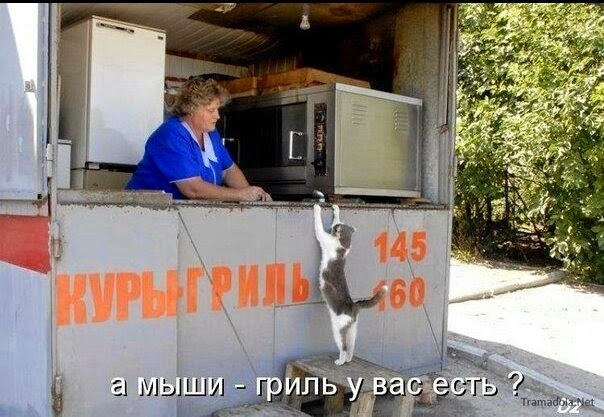 і і Читали ш 21 мыши и