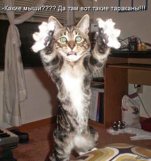 К_аие мышй Да там вот такие тараканы