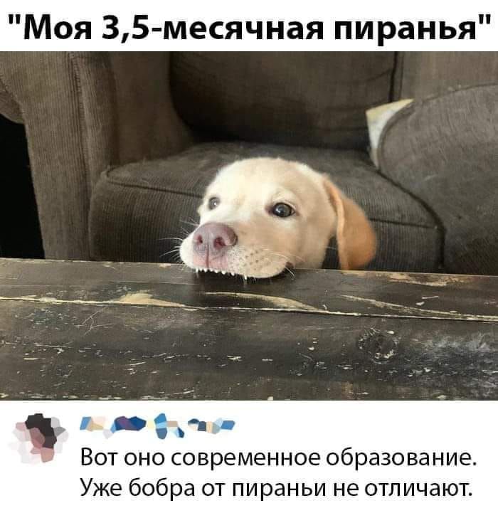 Моя 35 месячная пиранья Ё Вот оно современное образование Уже бобра от пираньи не отличают