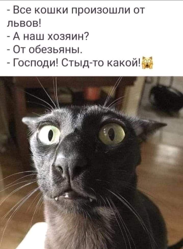 Все кошки произошли от львов А наш хозяин От обезьяны Господи Стыд то какой