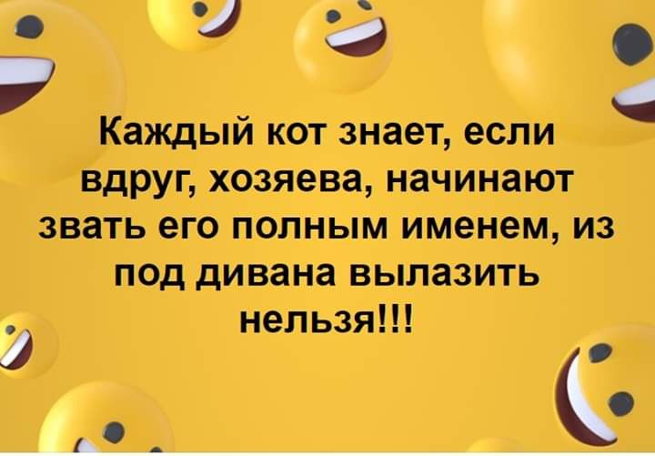 13 Каждый кот знает если вдруг хозяева начинают звать его полным именем из под дивана вылазить нельзя И