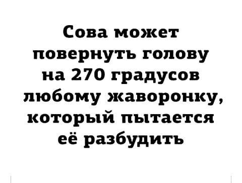 Сова может повернуть голову на 270 градусов любому жаворонку который пытается её разбудить