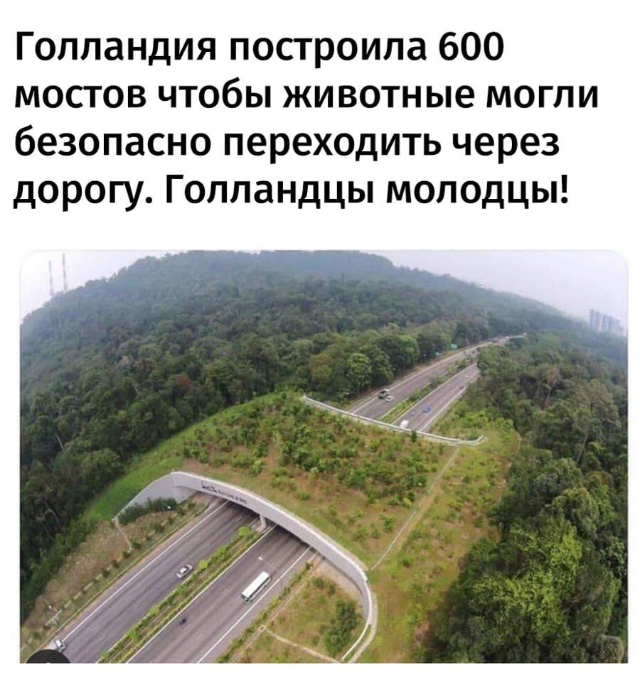 Голландия построила 600 мостов чтобы животные могли безопасно переходить через дорогу Голландцы молодцы