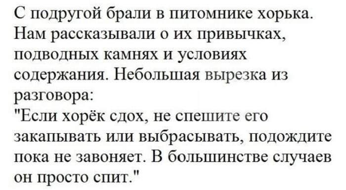 С подругой брали в питомнике хорька Нам рассказывали о их привычках подводных камнях и условиях содержания Небольшая вырезка из разговора Если хорёк сдох не спешите его закапывать или выбрасывать подождите пока не завоняет В большинстве случаев он просто спит