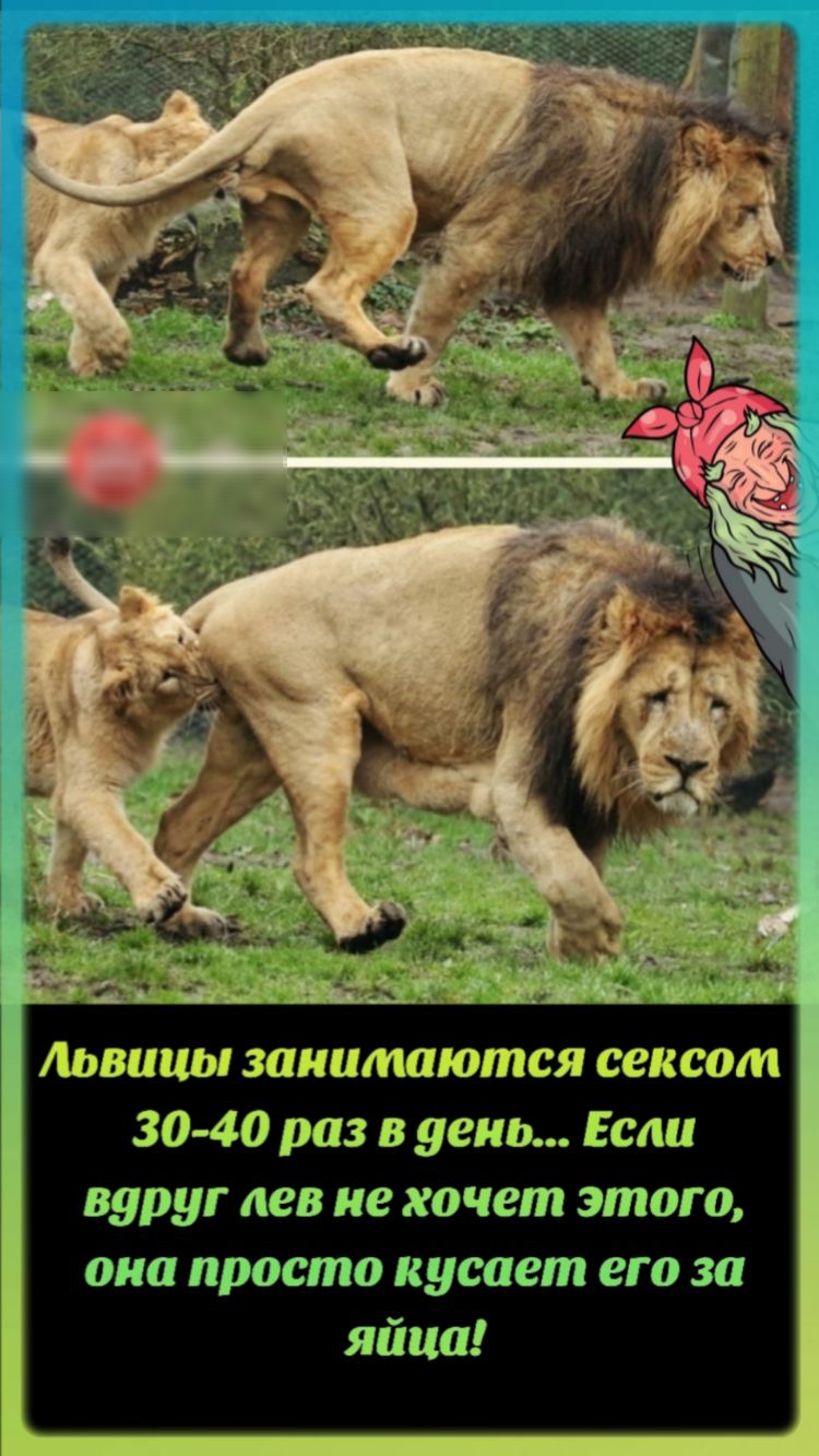 Амиши занимаются сексом 30 40 раз в уеиь Если вдруг дев не хочет этого она просто кусает его за яйца