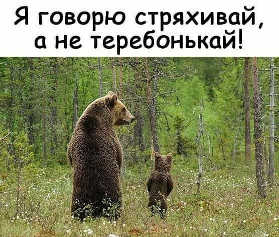 Я говорю стряхивай не теребонькаи