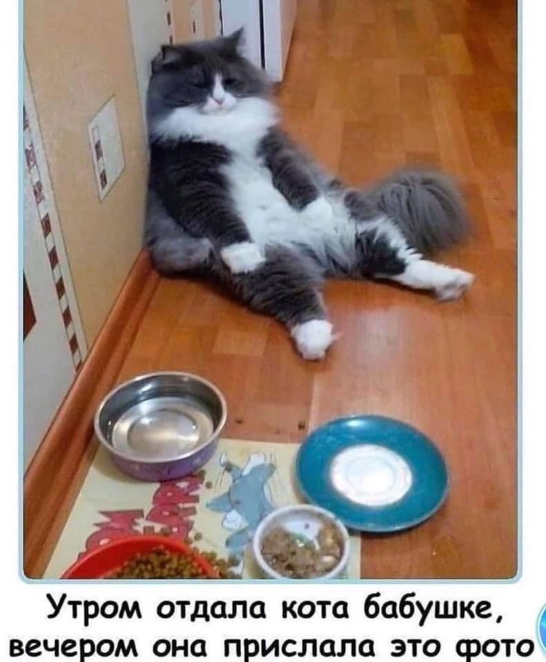 _ ёё _ _ц Утром отдала кота бабушке вечером ОНО прислала ЭТО ФОТО
