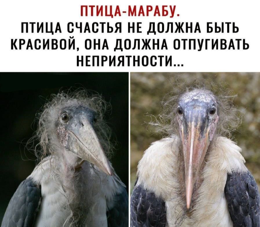 ПТИЦА МАРАБУ ПТИЦА СЧАСТЬЯ НЕ ДОЛЖНА БЫТЬ КРАСИВОЙ ПНА ДОЛЖНА ОТПУГИВАТЬ НЕПРИЯТНОСТИ