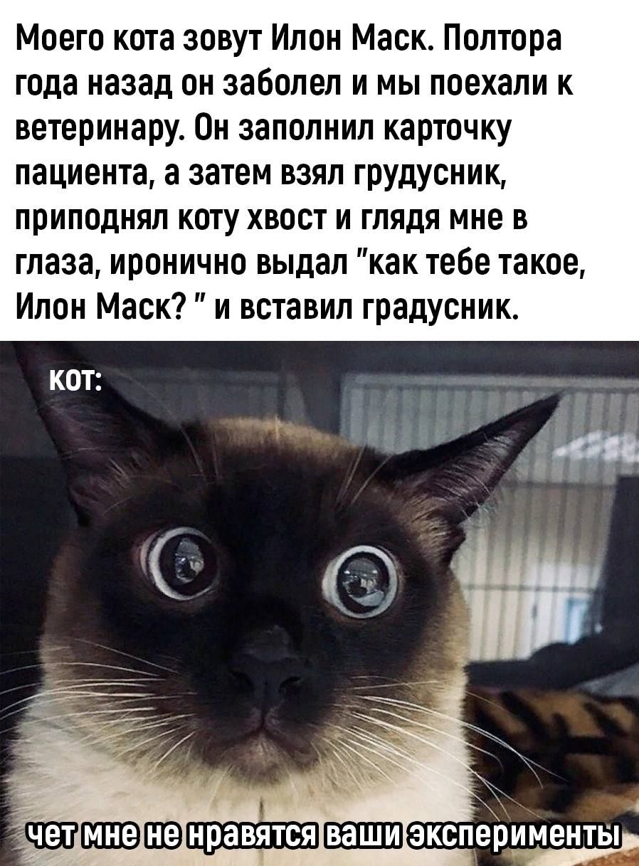 Моего кота зовут Ипон Маск Полтора года назад он заболел и мы поехали к ветеринару Он заполнил карточку пациента а затем взял грудусник приподнял коту хвост и глядя мне в глаза иронично выдал как тебе такое Илон Маск и вставил градусник чет нравятся ваш эксперименты