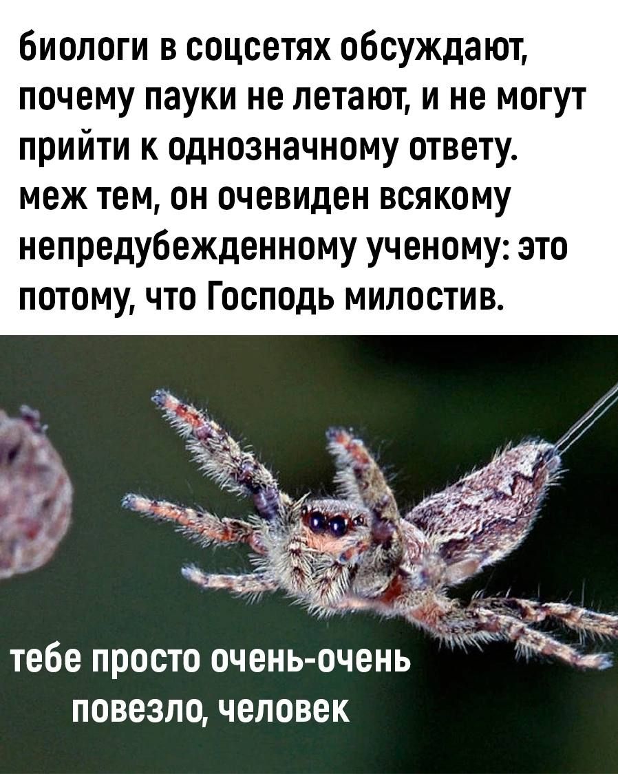 биологи в соцсетях обсуждают почему пауки не летают и не могут прийти к однозначному ответу меж тем он очевиден всякому непредубежденному ученому это ПОТОМУ ЧТО Господь МИіЮСТИВ тебе ПРОСТО очень очень ПОВЕЗЛО ЧЕЛОВЕК