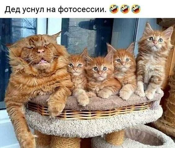 Дед уснул на фотосессии