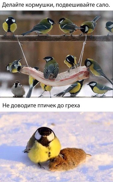 делайте кормушки подвешивайте сало Не доводите птичек до греха