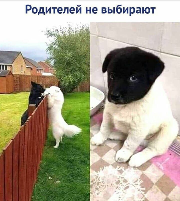 Родителей не выбирают