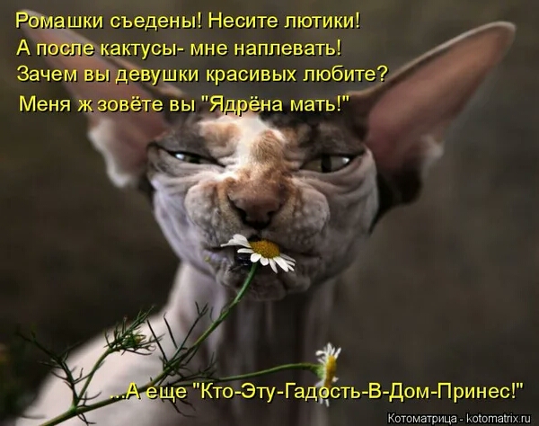 ки съедены Несите лютики актуоы мне наплевать евушки красивых любите е Кто Эту Гадть В Дом Принес Кошмаюиьа каштан