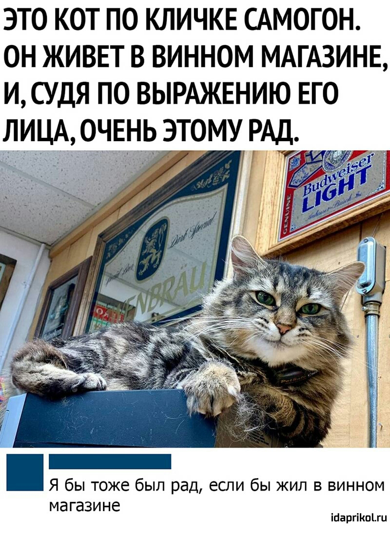 ЭТО КОТ ПО КЛИЧКЕ САМОГОН ОН ЖИВЕТ В ВИННОМ МАГАЗИНЕ ИСУДЯ ПО ВЫРАЖЕНИЮ ЕГО ЛИЦА ОН НЬ ЭТОМУ РАД _ Я бы тоже был рад если бы жил в винном магазине іааргіКпіш
