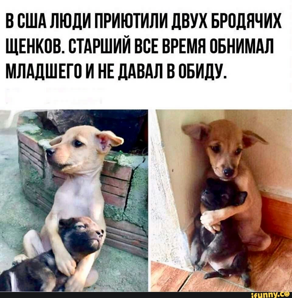 В США ЛЮДИ ПРИЮТИЛИ ДВУХ БРОЛЯЧИХ ЩЕНКОВ СТАРШИЙ ВСЕ ВРЕМЯ ПБНИМАЛ МЛАДШЕГП И НЕ ЛАВАЛ В ОБИДУ