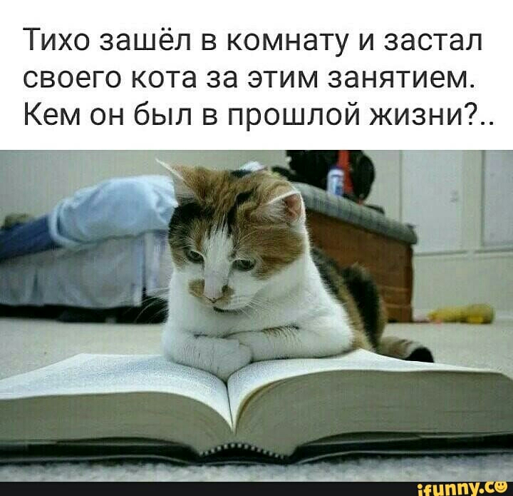 Тихо зашёл в комнату и застал своего кота за этим занятием Кем он был в прошлой жизни