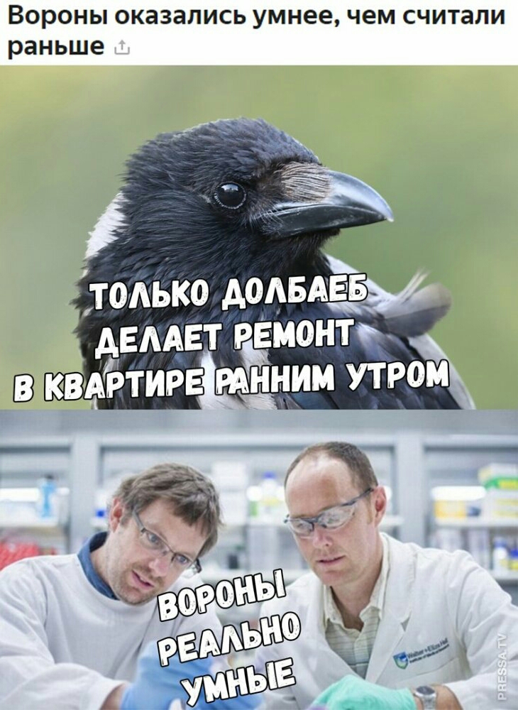 Вороны оказались умнее чем считали раньше только АОАБ АЕТ РЕмонтъ