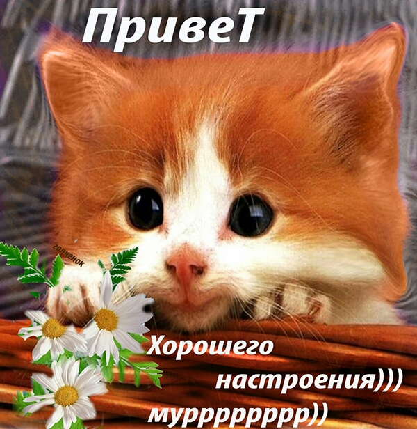 въ Хорошего настроения Мурррдррр