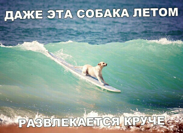 іч дАЖЕ ЭТА СОБАКА ЛЕТОМ