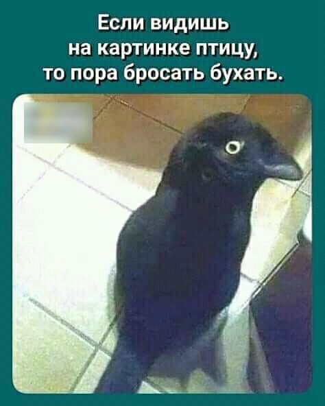 Если видишь на картинке птицу то пора бросать бухать