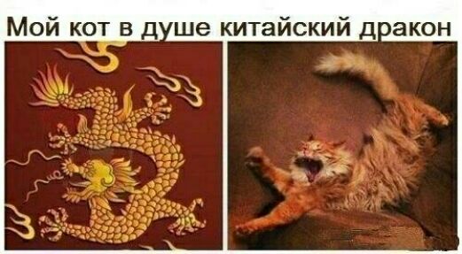 Мой кет в д ше китайский дакон