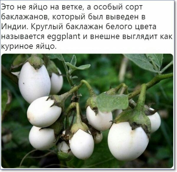 Это не яйцо на ветке а особый сорт баклажанов который был выведен в Индии Круглый баклажан белого цвета называется е99рапт и внешне выглядит как куриное яйцо