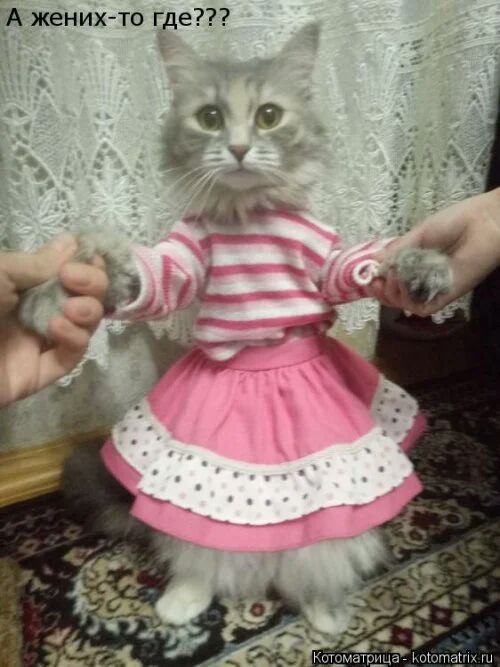 А женихто где