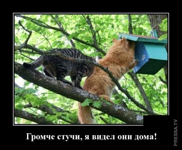 Громче стучи я видел они дома РПЕЭБАЛУ