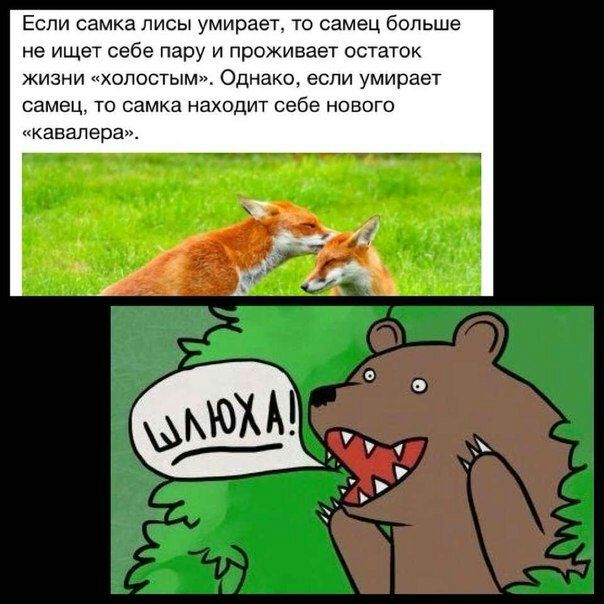 ЕСЛИ самка ЛИСЫ умирает ТО самец больше не ищет себе пару и проживает остаток ЖИЗНИ ХОЛОСТЫМ Однако ЕСЛИ умирает самец ТО самка находит себе НОВОГО кавалера