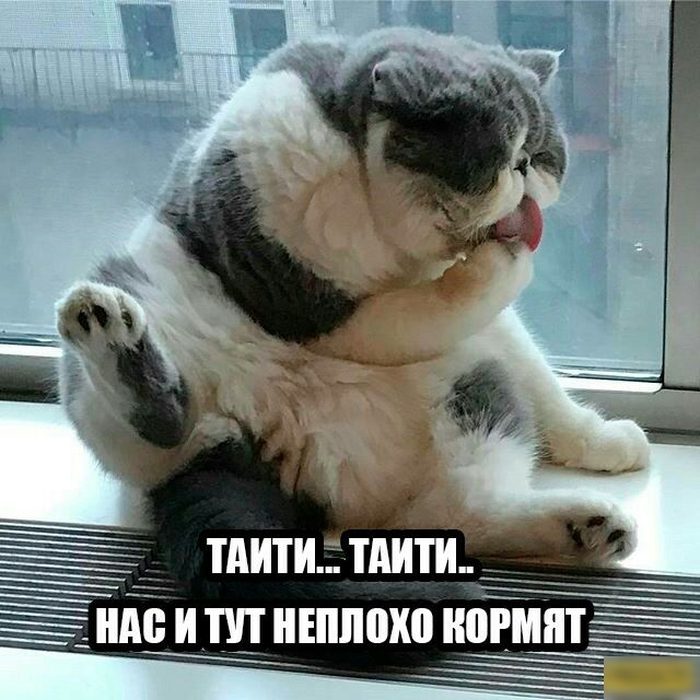 тдититдйти _нміишніппохо пойнт