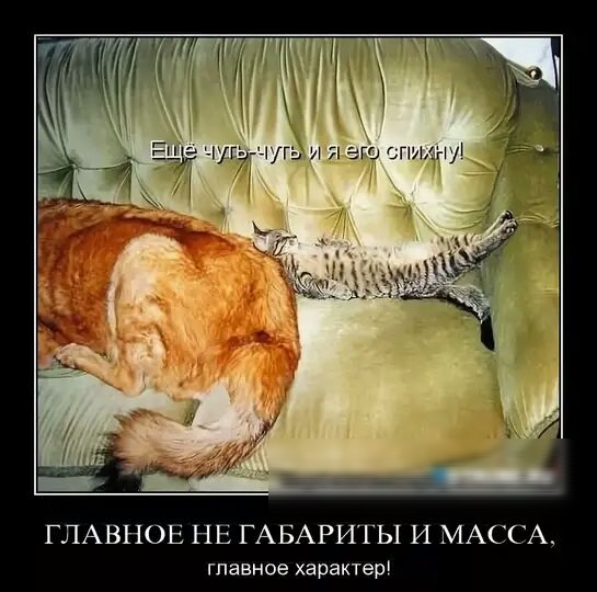 ГЛАВНОЕ НЕ ГАБАРИТЫ И МАССА главное характер